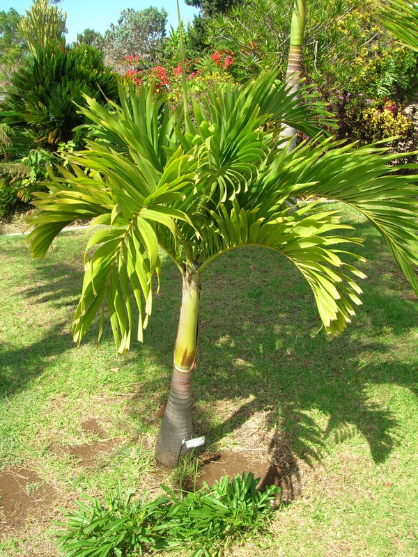 Christmas Palm - Adonidia