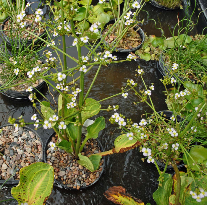 Marginal Aquatic Plants