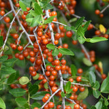 Weeping Yaupon Holly