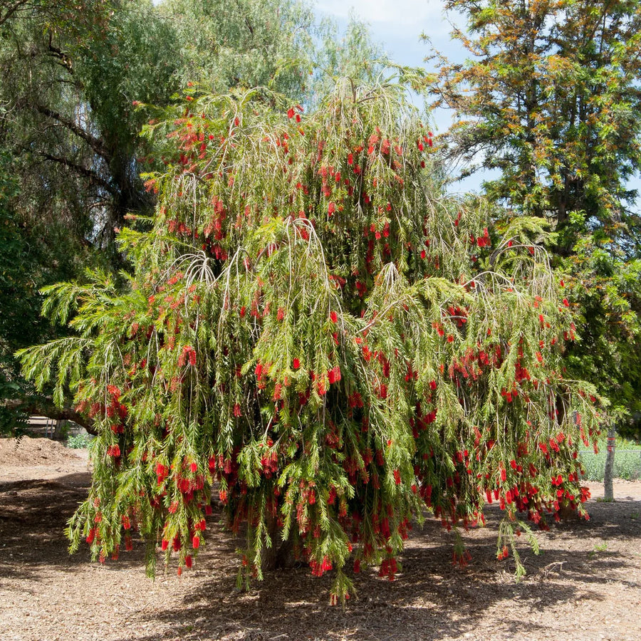 Weeping Bottlebrush