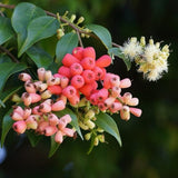 Lilly Pilly