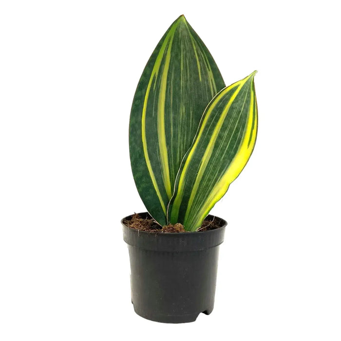 Variegated Whale Tail