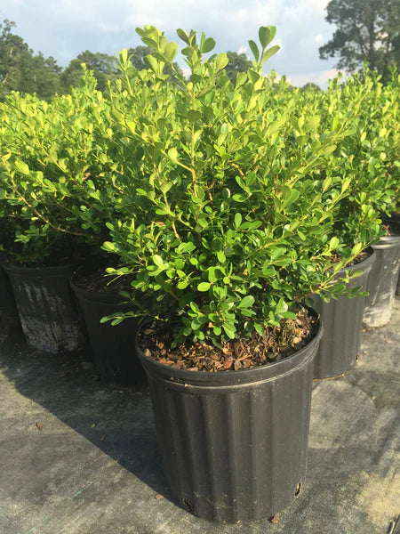 Boxwood Wintergreen
