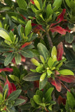 Elaeocarpus Japanese Blueberry