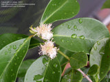 Guava - Cattley Strawberry