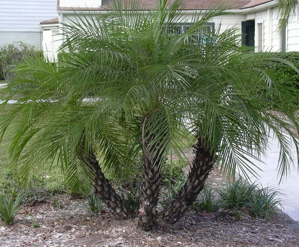 Roebelenii - Pygmy Date Palm