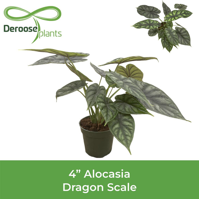 Alocasia Dragon Scale