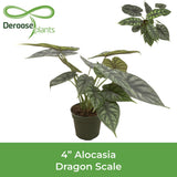 Alocasia Dragon Scale