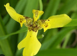 African Iris Yellow