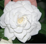 Gardenia - Aimee