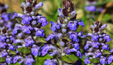 Ajuga "Bugleweed"
