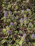 Ajuga - Burgundy Glow