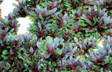 Ajuga - Chocolate Chip