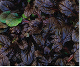 Ajuga - Mahogany