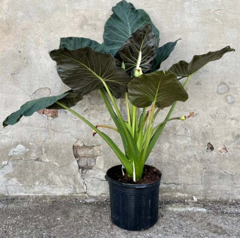 Alocasia Regal Shield