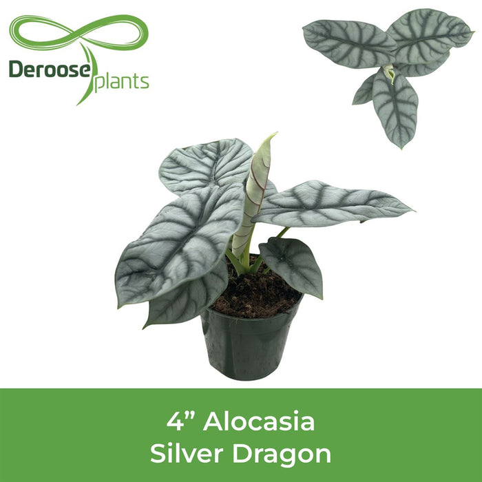 Alocasia Silver Dragon