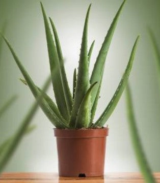 Aloe Vera