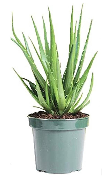 Hedgehog Aloe