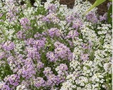 Alyssum