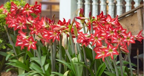 Amaryllis