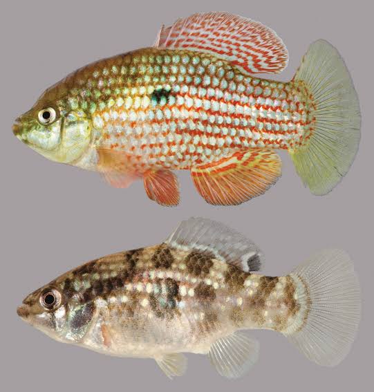 Fish American Flagfish