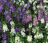 Angelonia