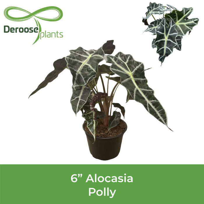 Alocasia Polly