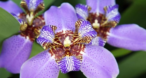 Apostle Iris