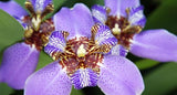 Apostle Iris