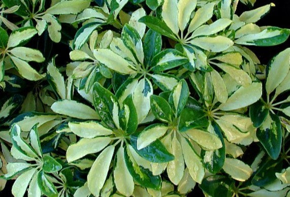 Arboricola - Trinette
