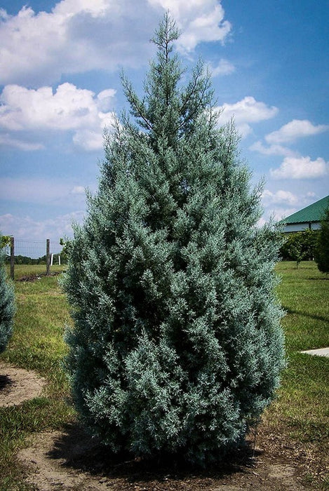 Arizona Cypress