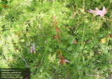 Asparagus Fern