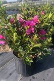 Azalea - Lavender Formosa