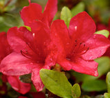Azalea - Red Formosa