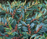 Blue Cascade Distylium