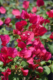 Bougainvillea