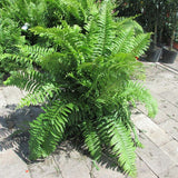 Macho Fern