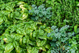 Assorted Herbs