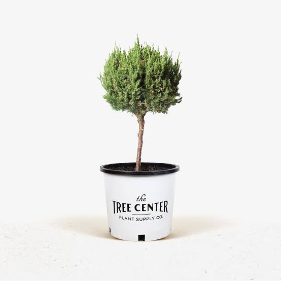 Blue Point Juniper - Topiary