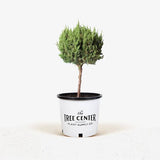 Blue Point Juniper - Topiary
