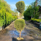 Blue Point Juniper - Topiary
