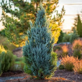Blue Point Juniper - Topiary