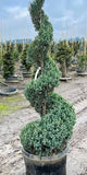 Blue Point Juniper - Topiary