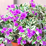 Bougainvillea