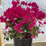 Bougainvillea