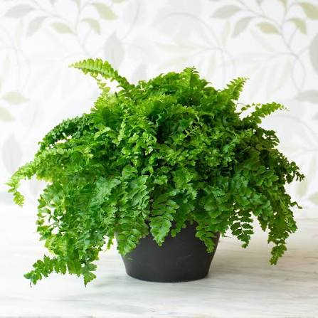 Boston Fern