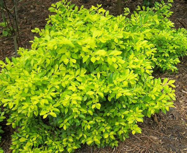 Gold Mound Duranta