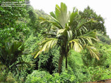 Marquesas Palm