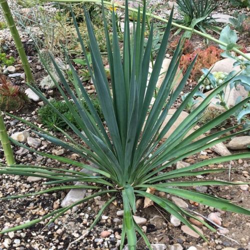 準備中　45 レッドスタッグ　イラン株 Yucca - Blue Sentry – The Gardens Nursery