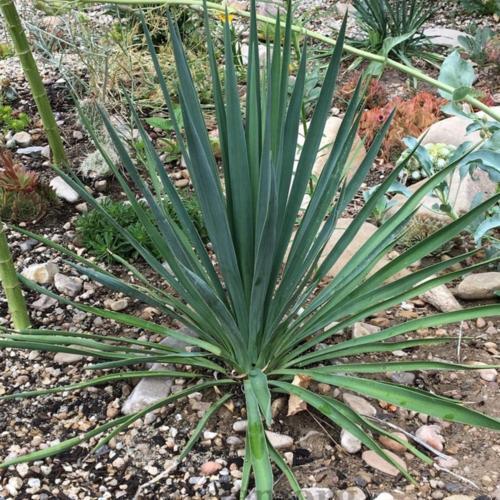 Yucca - Blue Sentry